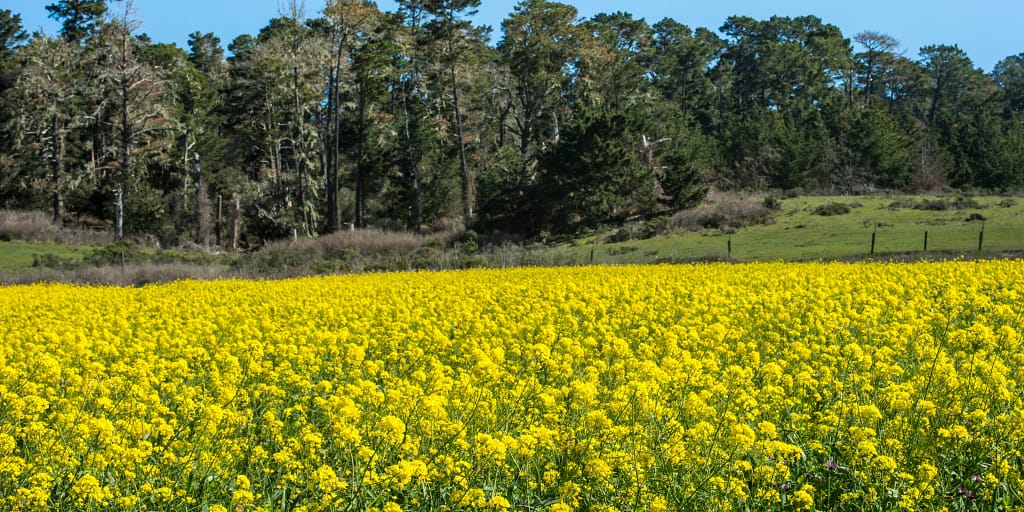 Cover Crops When to Plant, How to Plant and Mulch, and Where to Buy