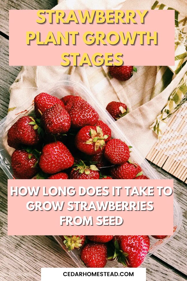 How Many Days Does It Take To Grow Strawberries From Seed