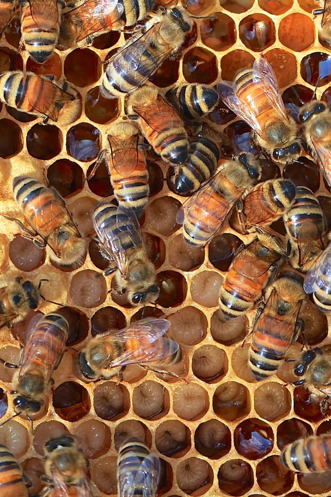 Gardening Basics Which Part of a Plant Attracts Pollinators? Cedar