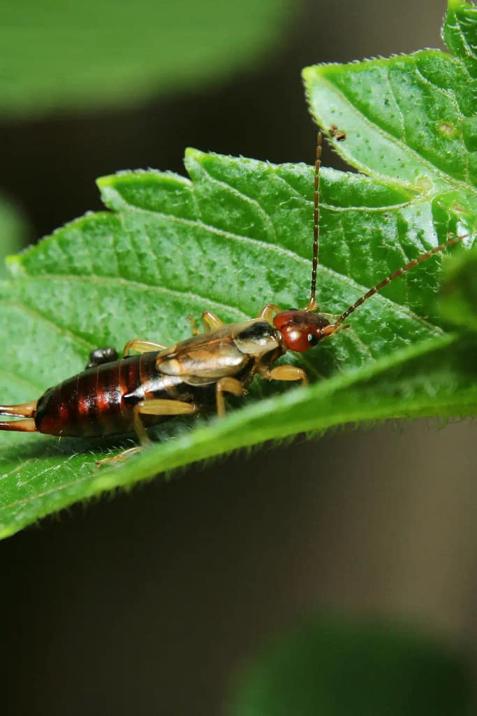 Organic Gardening How to Control Earwigs in My Garden Cedar Homestead