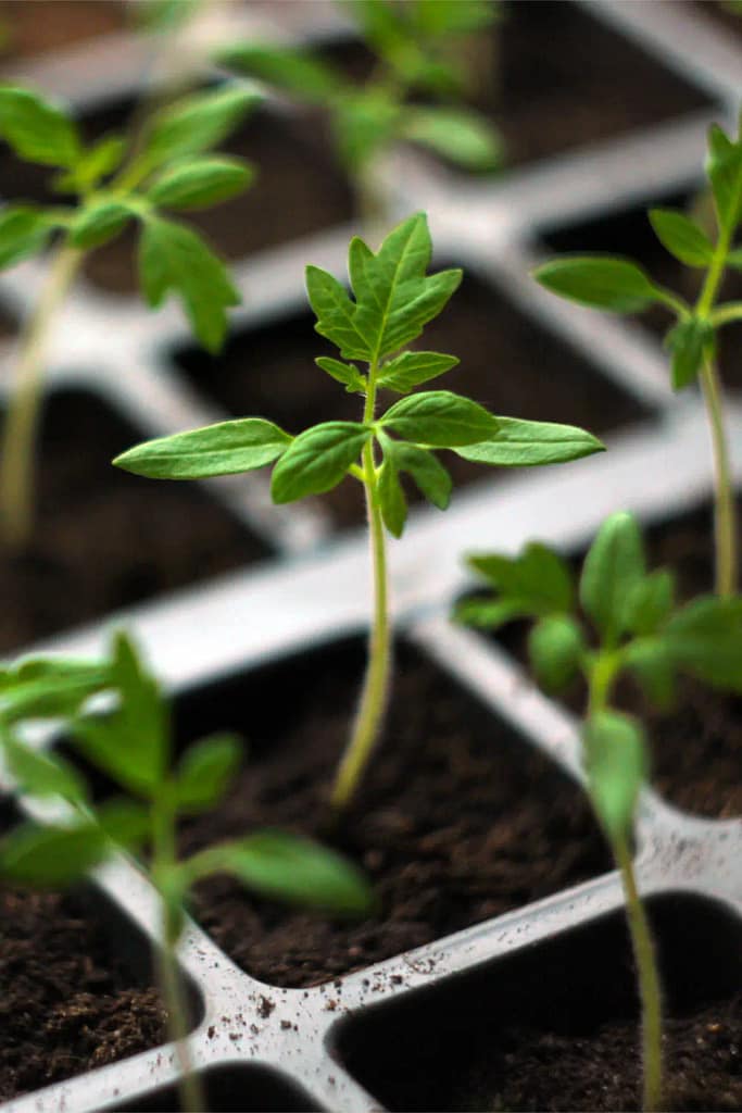 How Often to Water Seedlings A Beginner’s Guide Cedar Homestead