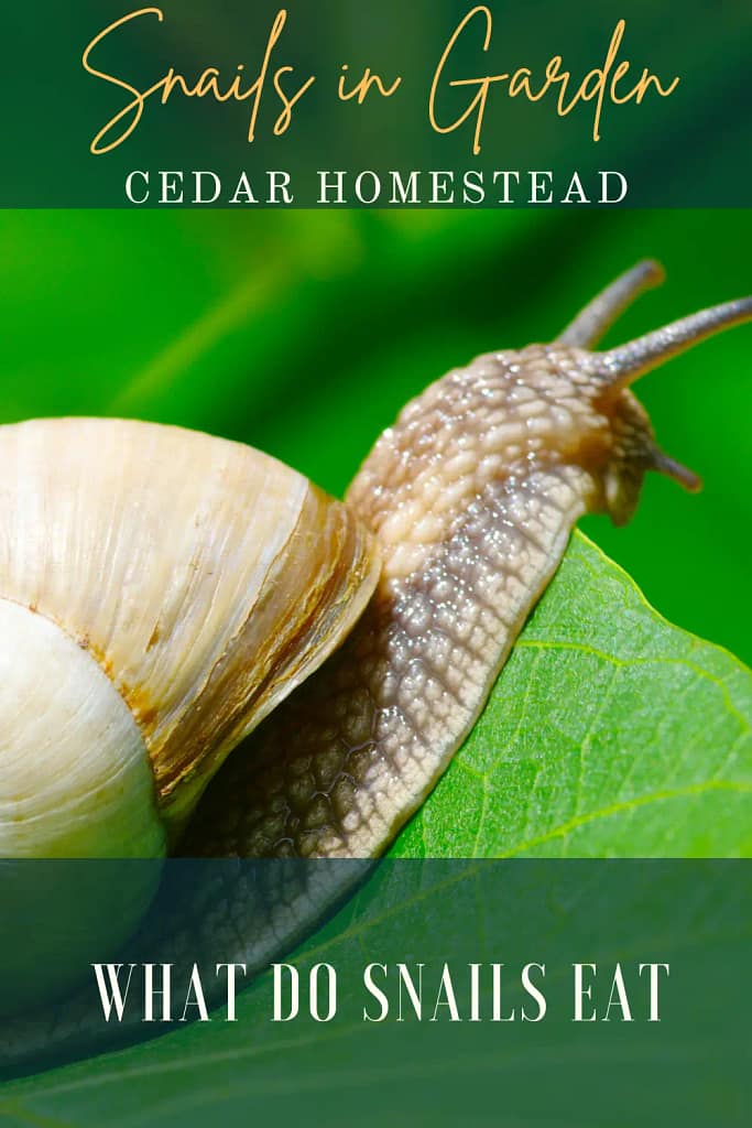 A Quick Guide What Do Snails Eat and Snail Population Control Cedar