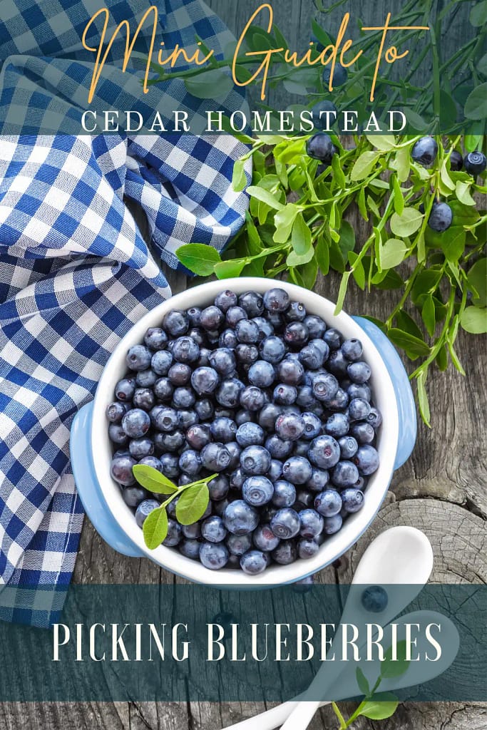 How to Pick Blueberries Cedar Homestead