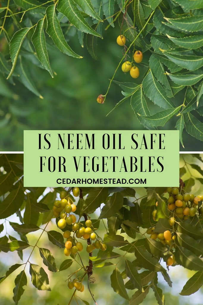 How is Neem Oil Safe for Vegetables Cedar Homestead