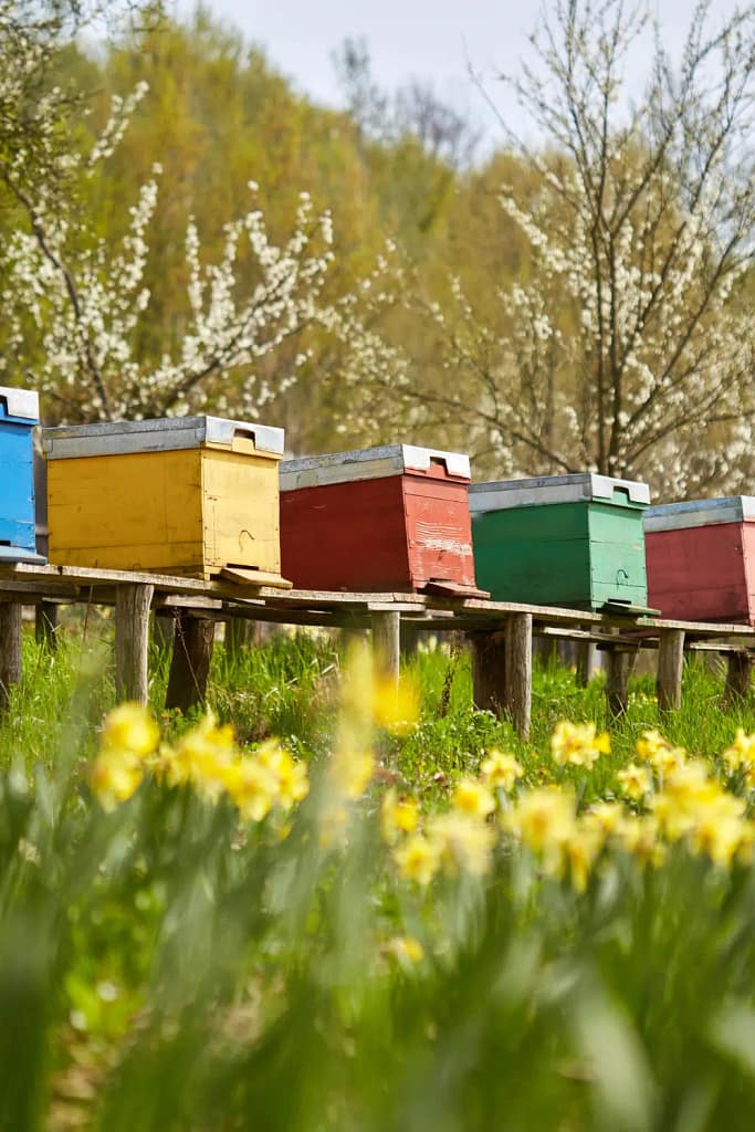 Beekeeping for Beginners How Many Bee Hives per Acre? Cedar Homestead
