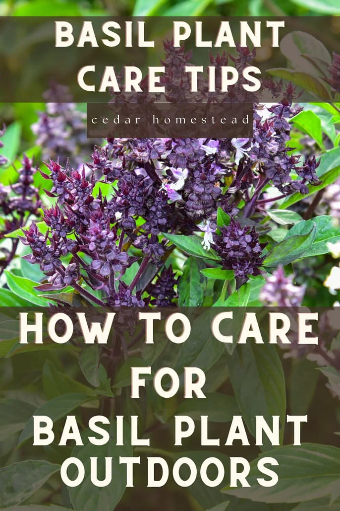 How to Grow Basil from Supermarket Plant Cedar Homestead