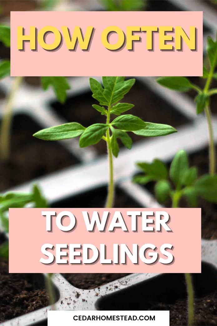 How Often to Water Seedlings: A Beginner’s Guide - Cedar Homestead