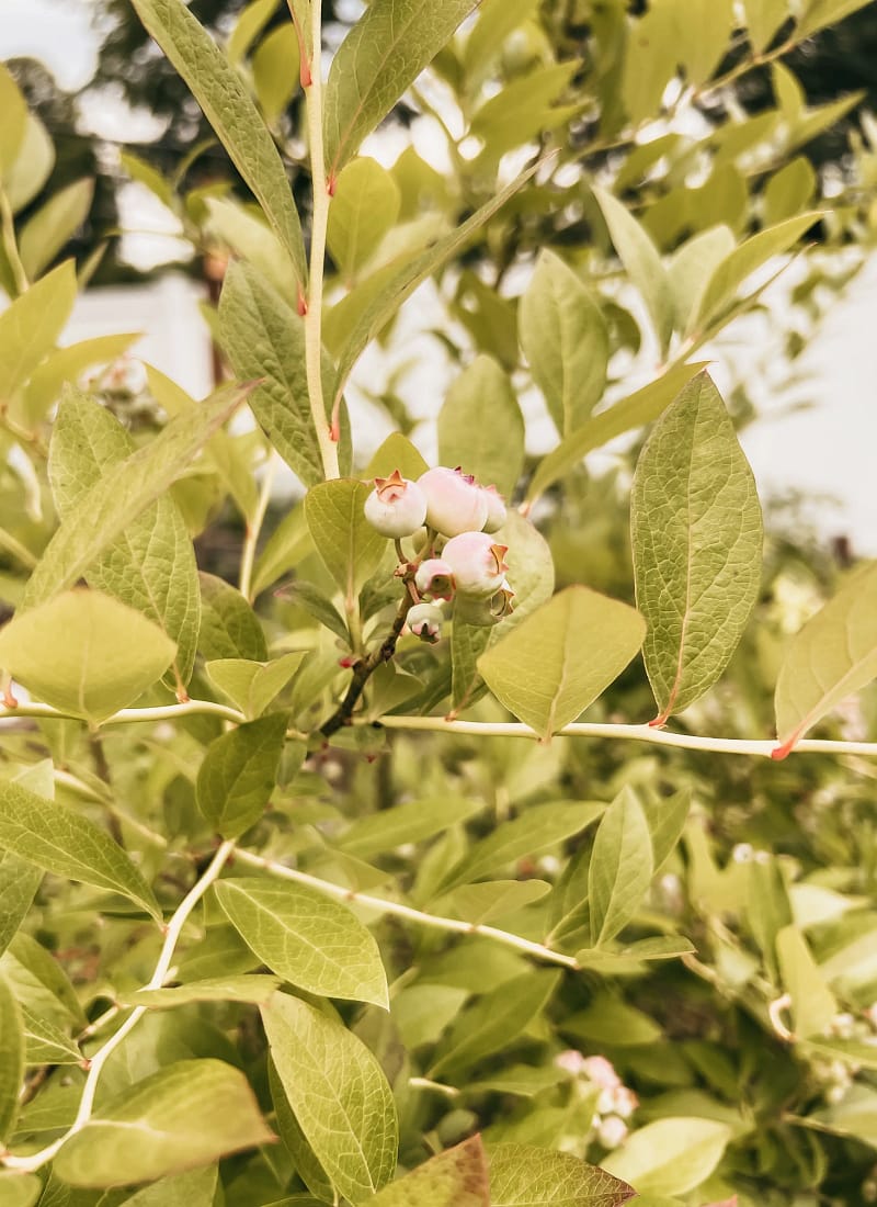 Can You Grow Blueberries in a Pot?