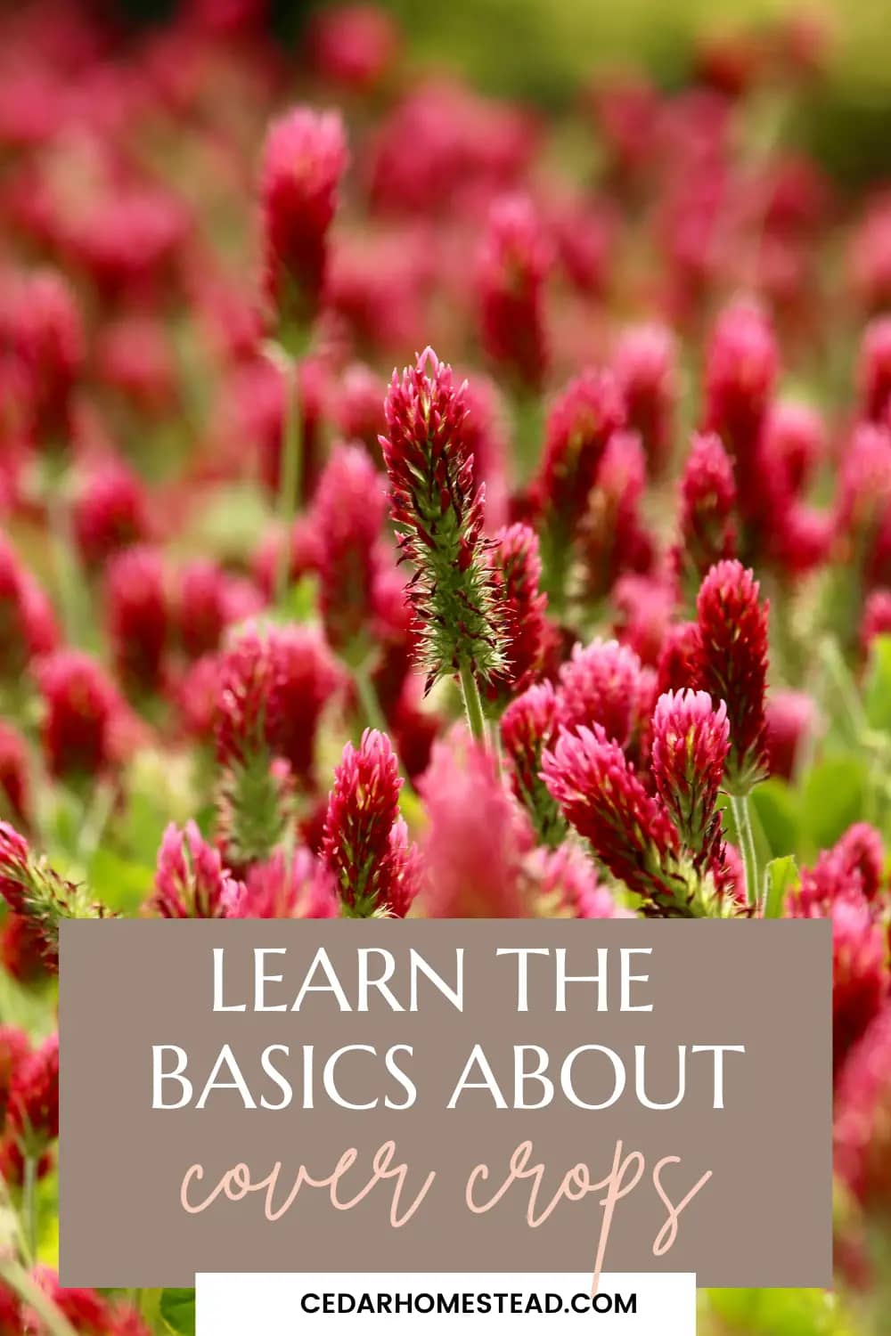 Learning The Basics About Cover Crops: What The Benefits Are And How To ...