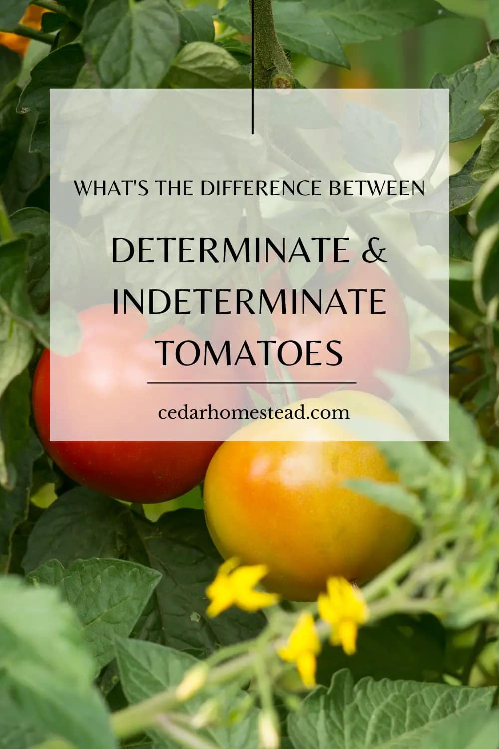 What is the Difference Between Determinate and Indeterminate Tomato ...