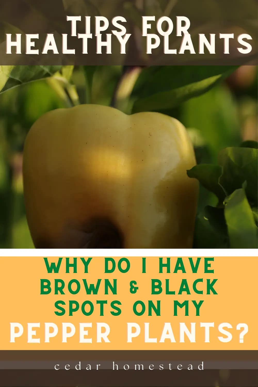 Pepper Disease Management Why do My Peppers Have Brown Spots? Cedar