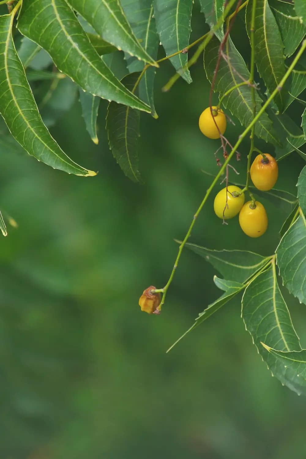 How is Neem Oil Safe for Vegetables Cedar Homestead