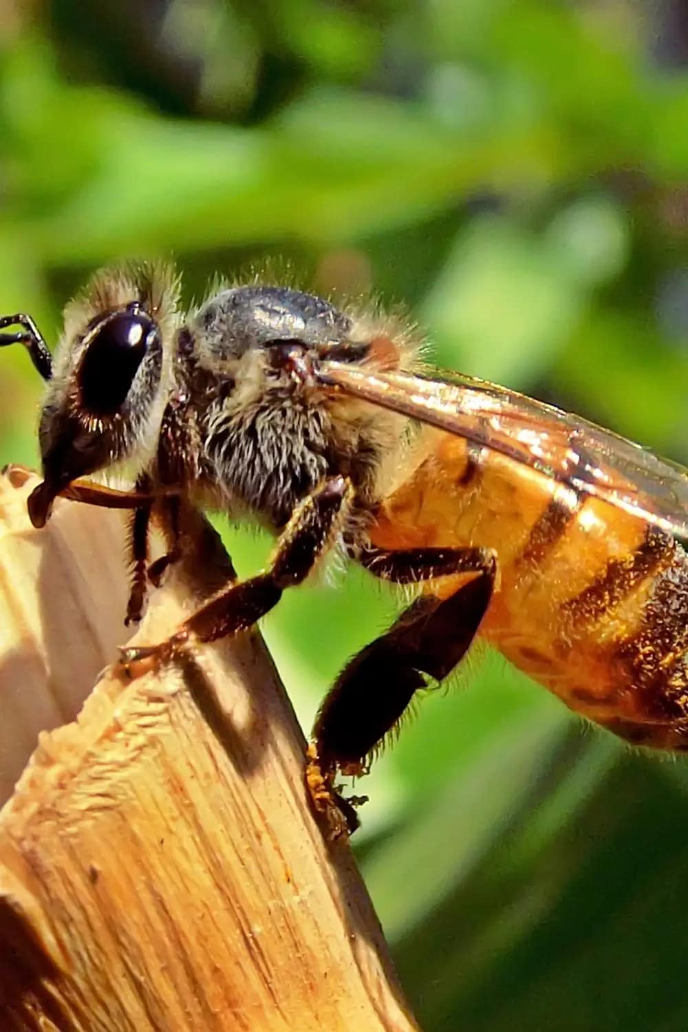 Is Honey Bee Vomit? Cedar Homestead