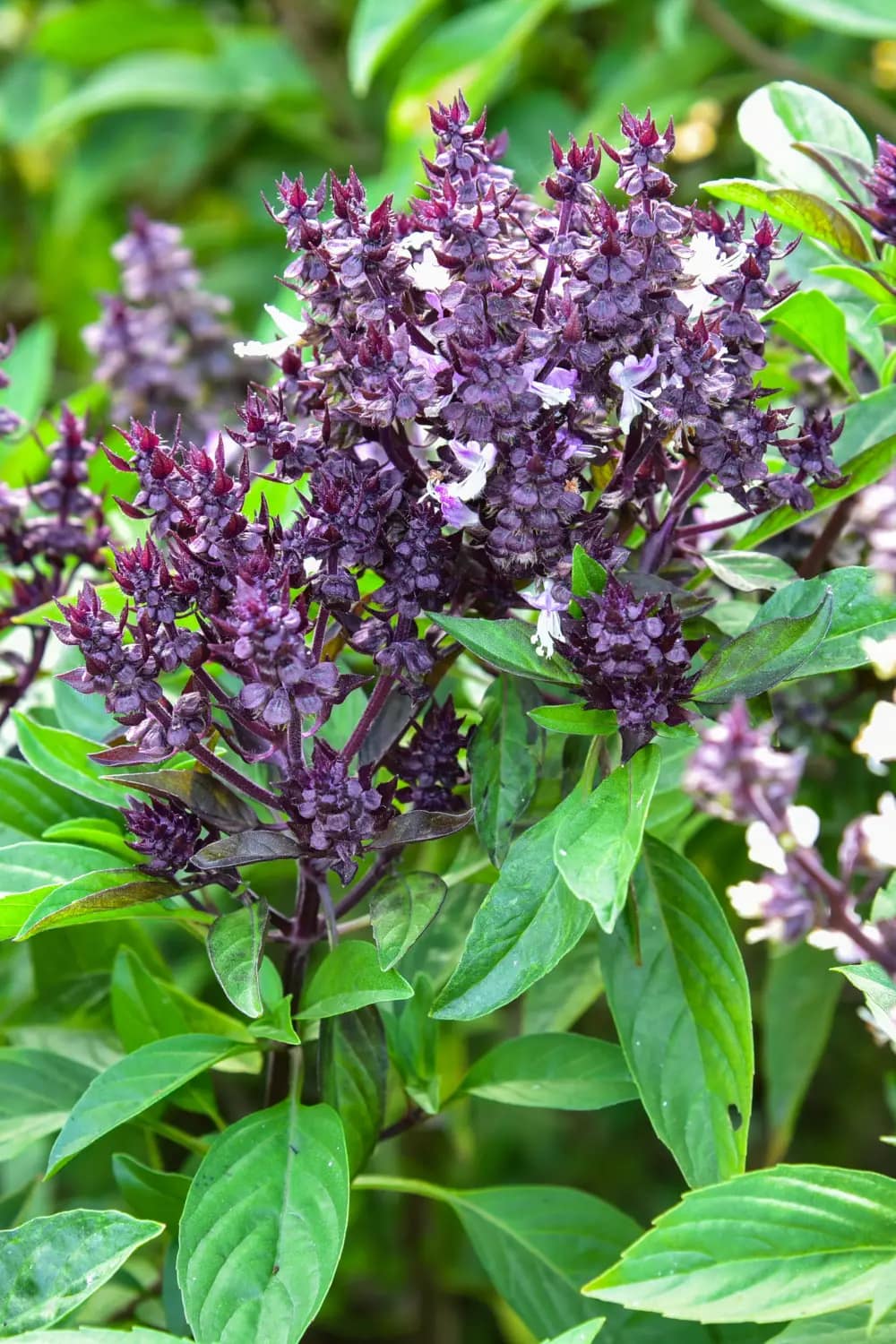 How to Grow Basil from Supermarket Plant Cedar Homestead