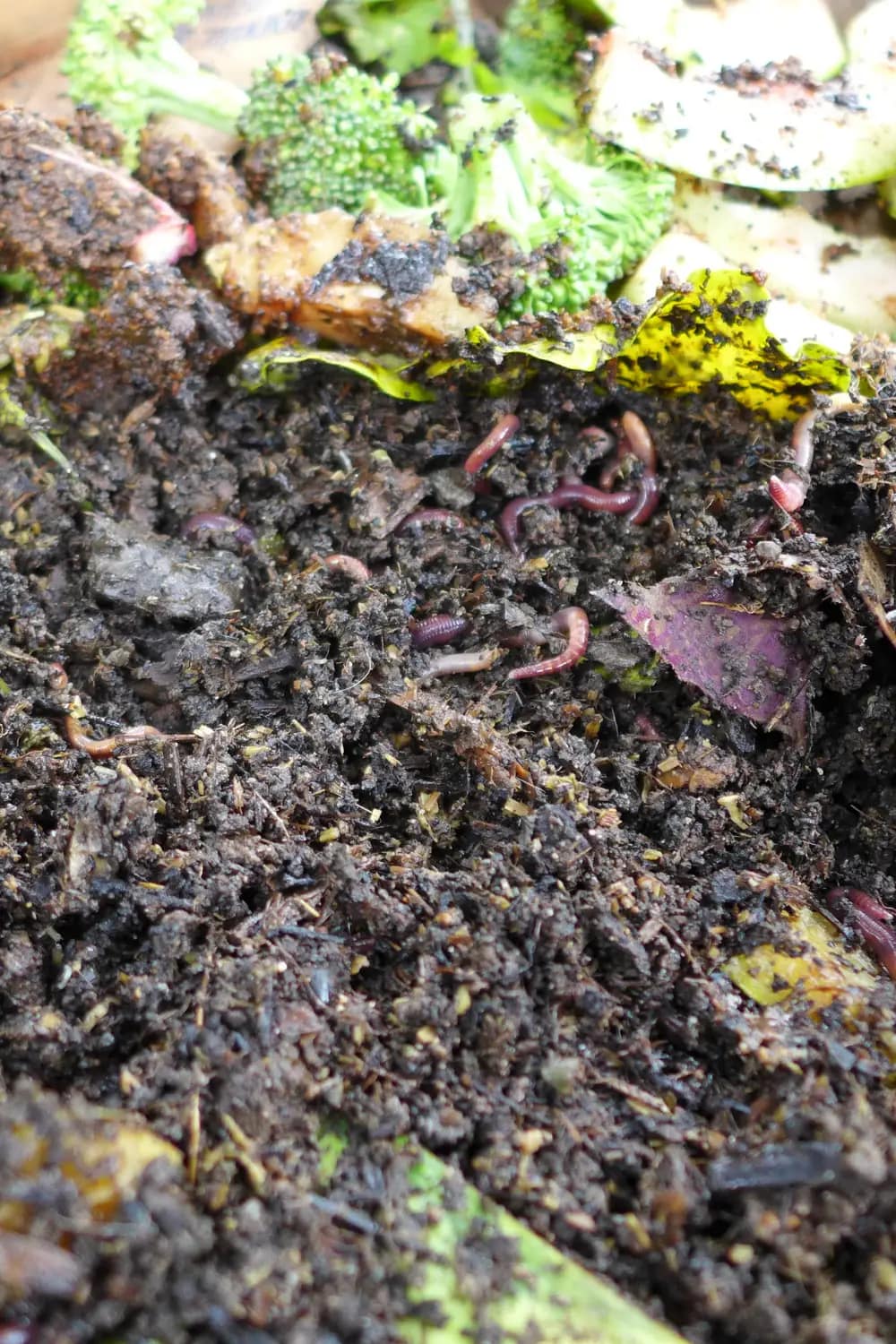 for Beginners What Do Worms Eat and Drink? Cedar