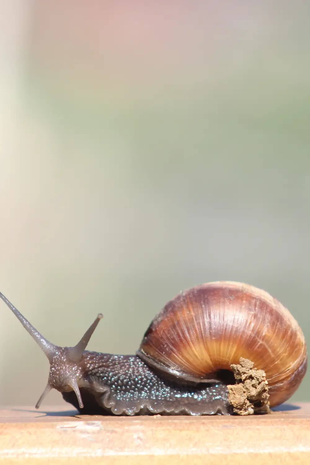 A Quick Guide What Do Snails Eat and Snail Population Control Cedar