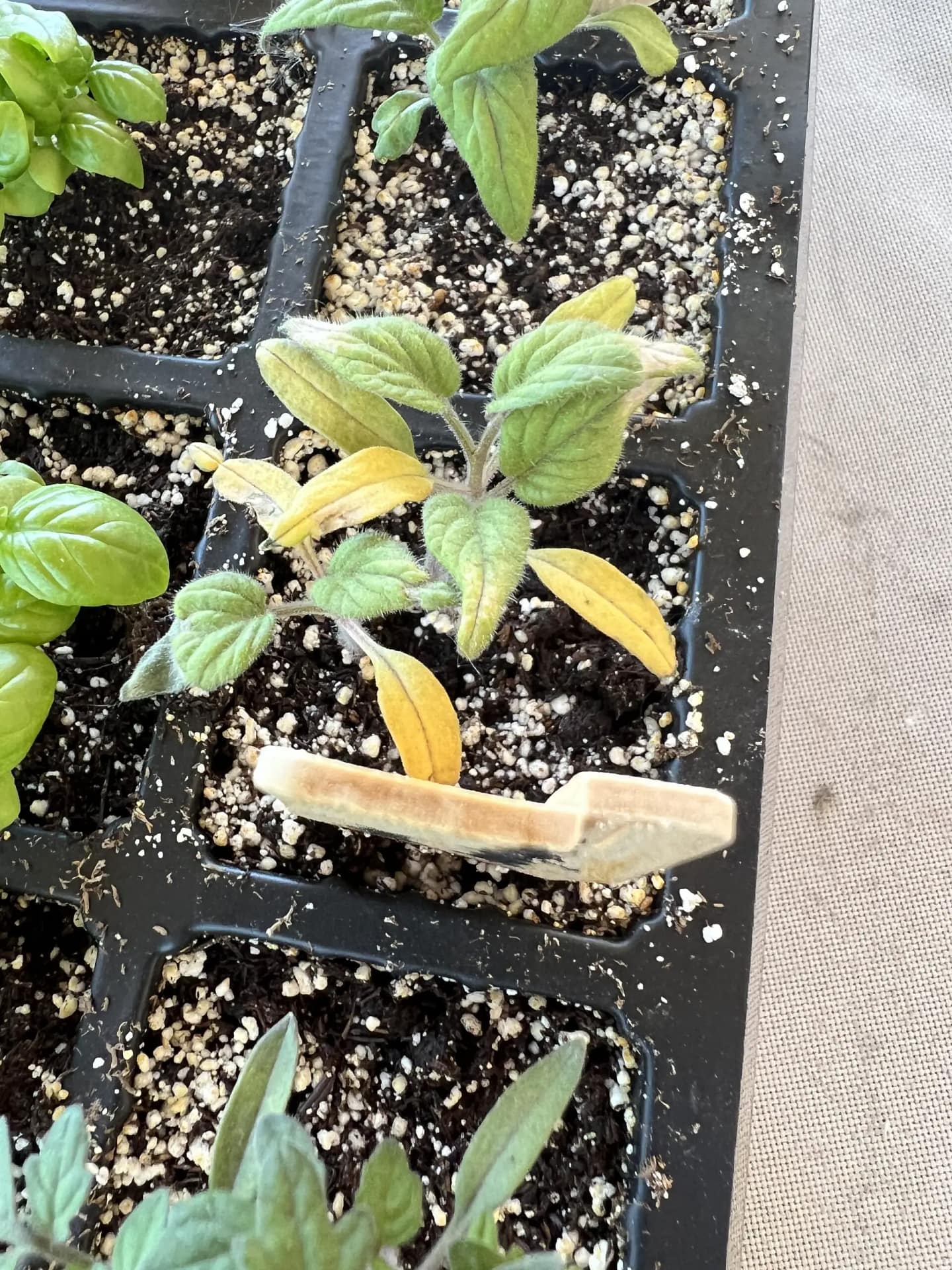 Solve Tomato Plant Leaf Yellowing and Curling Issues Now! Cedar Homestead