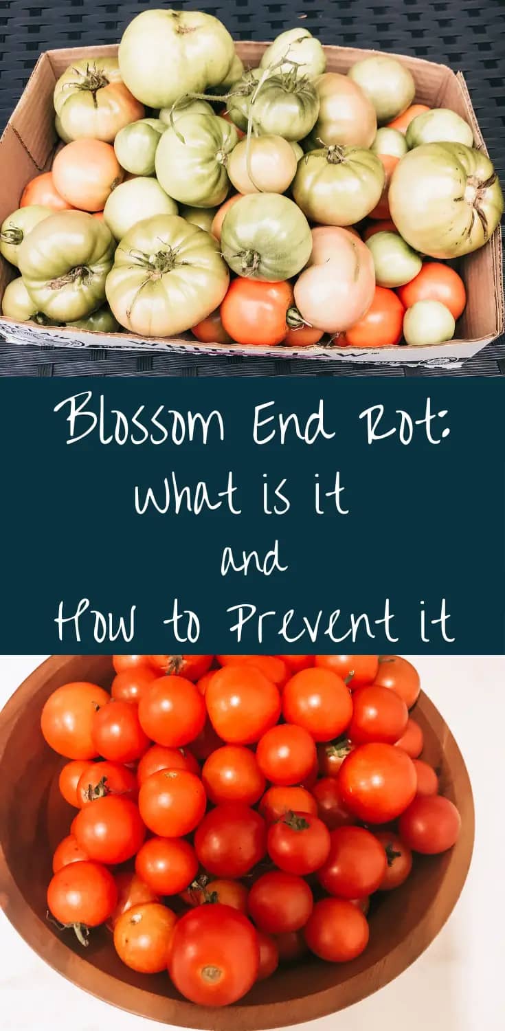 Blossom End Rot: What is It and How to Prevent It