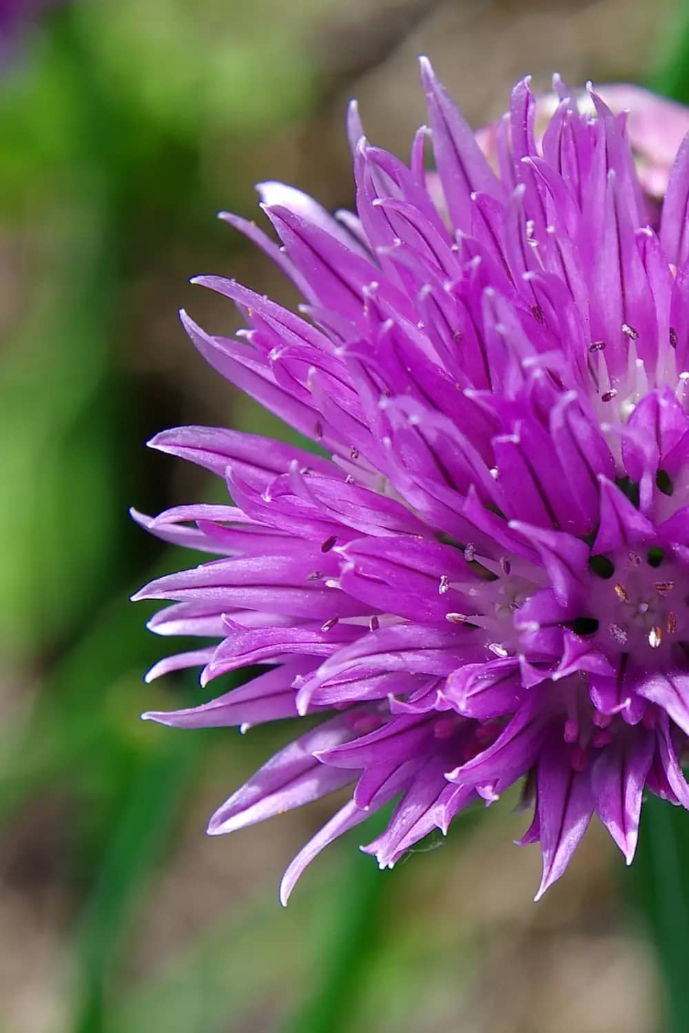 Why Chives Flowers Are More than Just a Pretty Sight